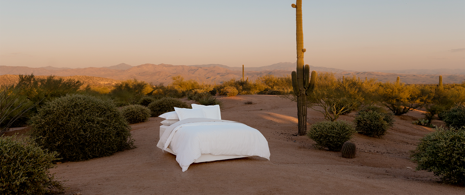 Elegant white bed placed in a desert landscape at sunset, surrounded by cacti and desert shrubs with mountains in the distance.